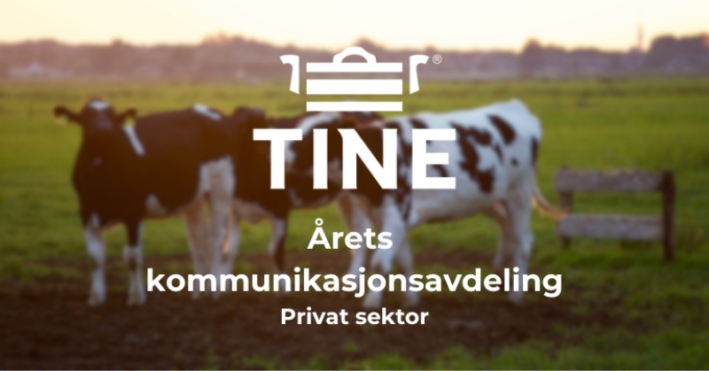 Kuer på gresseng.